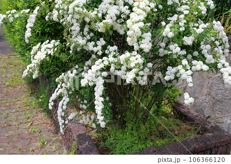 コデマリの花 満開 コデマリの花 満開 106366120