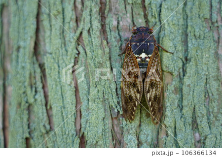 アブラゼミ ～夏の風物詩～ 106366134