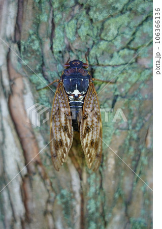 アブラゼミ ～夏の風物詩～ 106366136