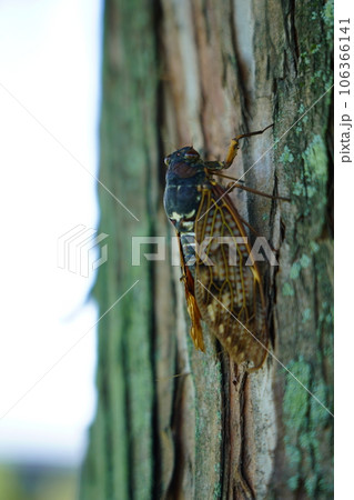 アブラゼミ ～夏の風物詩～ 106366141