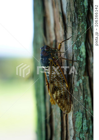 アブラゼミ ～夏の風物詩～ 106366142