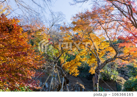 晩秋の古都鎌倉　紅葉の瑞泉寺 106366165