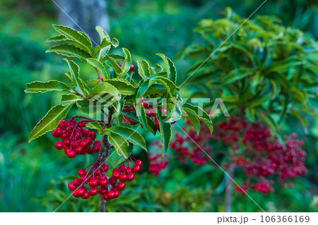 晩秋の古都鎌倉　紅葉の瑞泉寺　万両の実 106366169