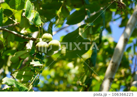 オニグルミ 106366225