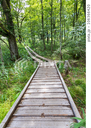 尾瀬ヶ原　龍宮沼尻川橋と龍宮の森 106366420