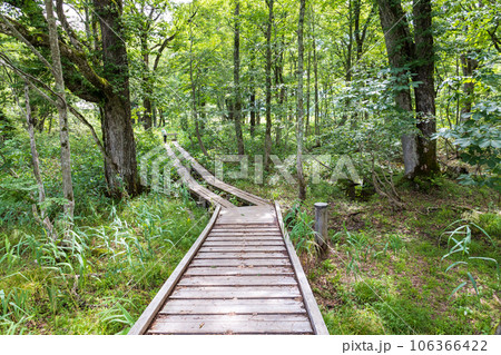 尾瀬ヶ原　龍宮沼尻川橋と龍宮の森 106366422