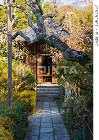 晩秋の古都鎌倉　紅葉の瑞泉寺　地蔵堂 106366567