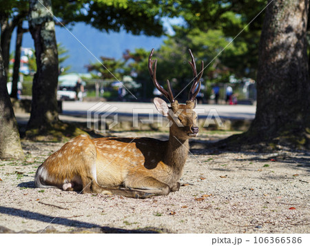 朝の食事を終えて反芻中の雄鹿 106366586