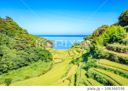 夏の浜野浦の棚田　佐賀県松浦郡 106366596