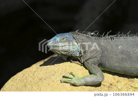 グリーンイグアナ 106366894