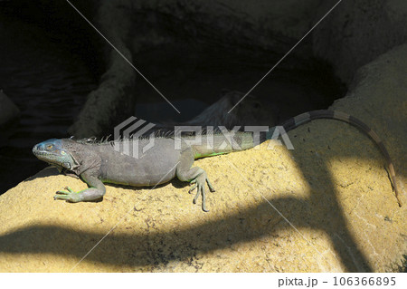 グリーンイグアナ 106366895