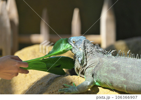 グリーンイグアナ 106366907