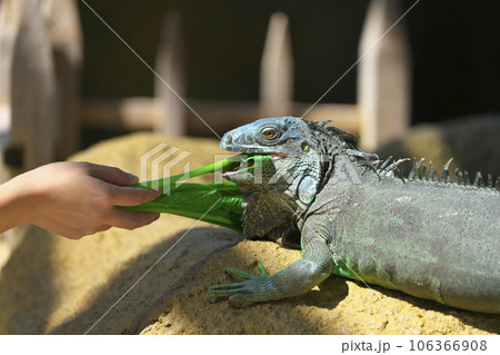 グリーンイグアナ 106366908