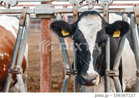 Head of a cow standing in a stall 106367137