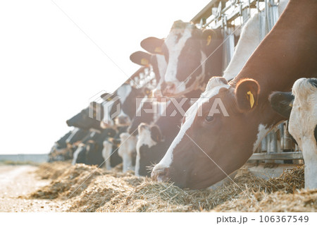 Cows standing in a stall and eating hay 106367549