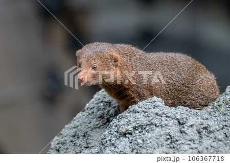 コビトマングース　天王寺動物園 106367718