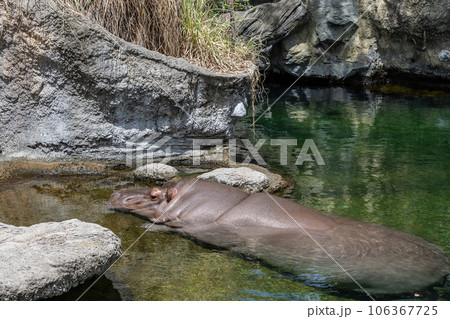 カバ　天王寺動物園 106367725