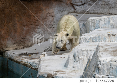 ホッキョクグマ 天王寺動物園 ホッキョクグマ 天王寺動物園 106367726