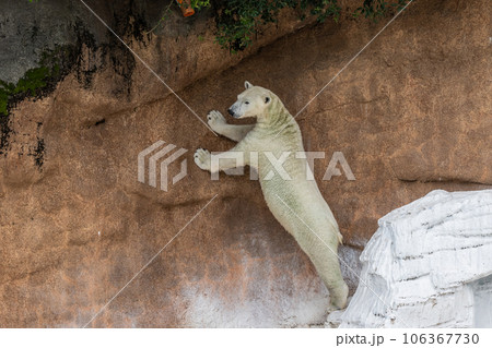 立ち上がるホッキョクグマ 天王寺動物園 立ち上がるホッキョクグマ 天王寺動物園 106367730