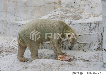 ホッキョクグマ 天王寺動物園 ホッキョクグマ 天王寺動物園 106367742