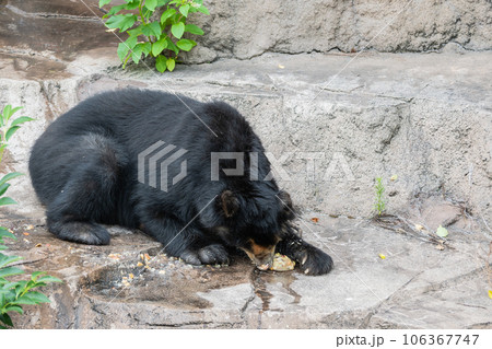 おやつを食べるメガネグマ 天王寺動物園 おやつを食べるメガネグマ 天王寺動物園 106367747