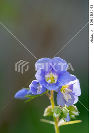 紫色の可憐な花 セイヨウハナシノブ 紫色の可憐な花 セイヨウハナシノブ 106368345