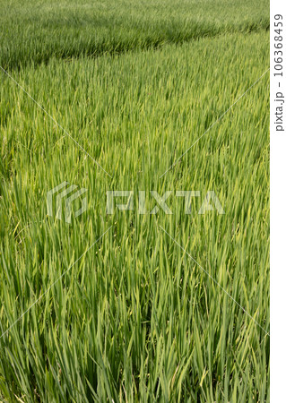 田　0176 106368459