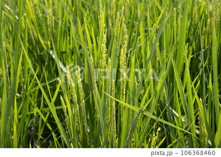 田　0177 106368460