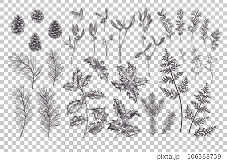 Plants set. Traditional Christmas flora.Vintage illustration. Spruce, pine, holly, fern. Engraiving style. Black. Plants set. Traditional Christmas flora.Vintage illustration. Spruce, pine, holly, fern. Engraiving style. Black. 106368739