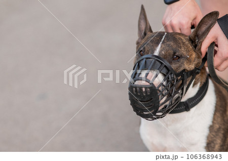 The owner puts a muzzle on a bull terrier dog on a walk outdoors. 106368943