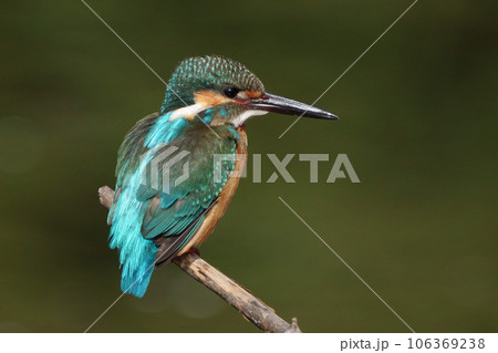 カワセミ　クローズアップ 106369238