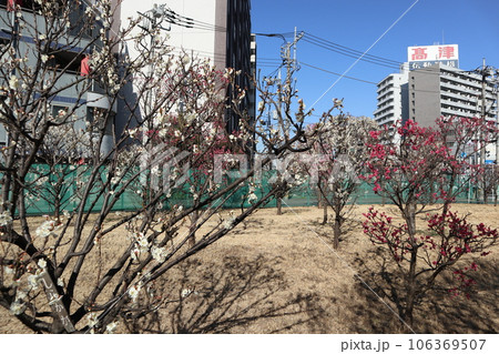 聖蹟梅屋敷公園 梅の花 聖蹟梅屋敷公園 梅の花 106369507