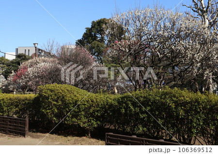 聖蹟梅屋敷公園 梅の花 聖蹟梅屋敷公園 梅の花 106369512