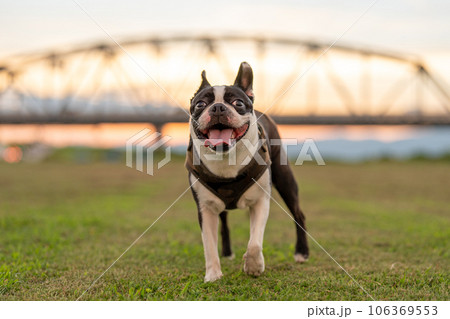 ボストンテリア 106369553