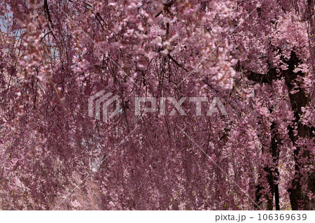 福島県喜多方市押切東 桜の名所日中線しだれ桜並木のベニシダレザクラ 福島県喜多方市押切東 桜の名所日中線しだれ桜並木のベニシダレザクラ 106369639