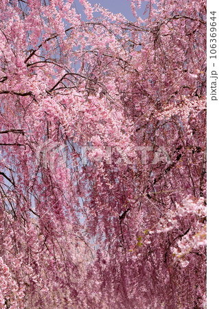 福島県喜多方市押切東　桜の名所日中線しだれ桜並木のベニシダレザクラ 106369644