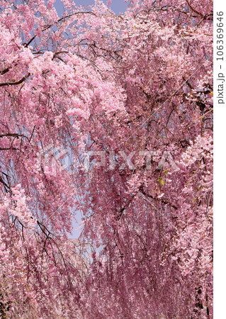 福島県喜多方市押切東 桜の名所日中線しだれ桜並木のベニシダレザクラ 福島県喜多方市押切東 桜の名所日中線しだれ桜並木のベニシダレザクラ 106369646