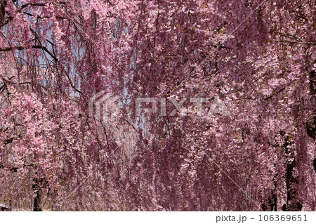 福島県喜多方市押切東　桜の名所日中線しだれ桜並木のベニシダレザクラ 106369651