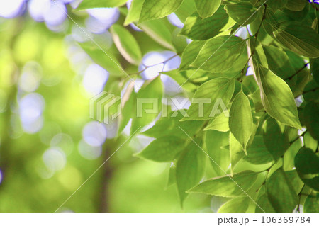 エノキの葉・熊本城内（熊本県・熊本市） 106369784