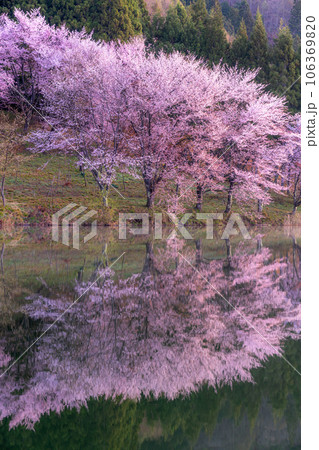 《長野県》中綱湖・映り込む満開のオオヤマザクラ 106369820