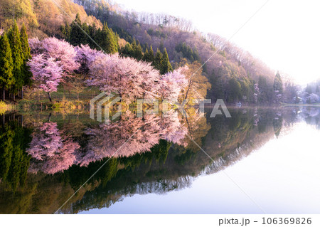 《長野県》中綱湖・映り込む満開のオオヤマザクラ 106369826