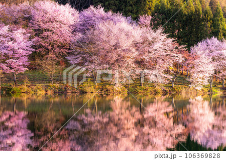 《長野県》中綱湖・映り込む満開のオオヤマザクラ 106369828