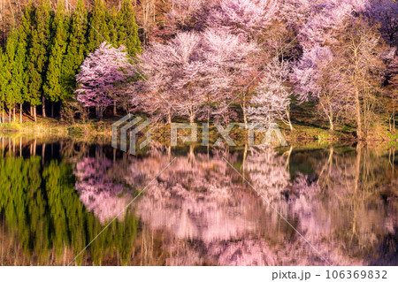 《長野県》中綱湖・映り込む満開のオオヤマザクラ 106369832