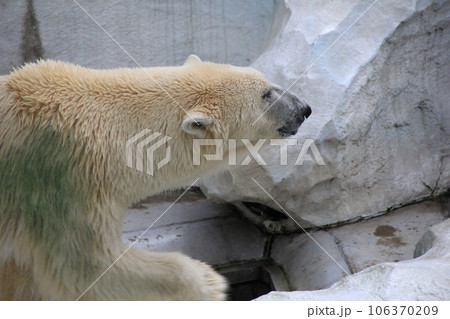 ホッキョクグマ(北極熊)/頭部 106370209