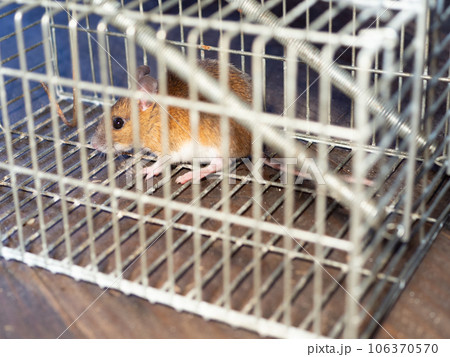 ネズミと捕獲器 106370570