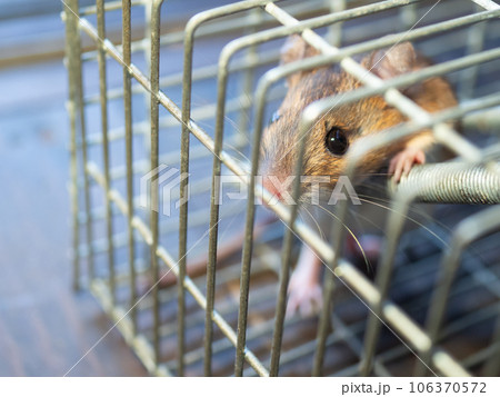 ネズミと捕獲器 ネズミと捕獲器 106370572