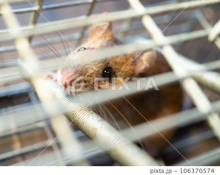 ネズミと捕獲器 106370574