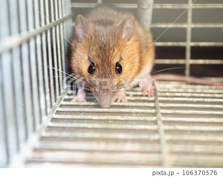 ネズミと捕獲器 106370576