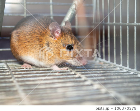 ネズミと捕獲器 ネズミと捕獲器 106370579