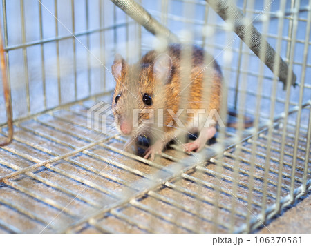 ネズミと捕獲器 ネズミと捕獲器 106370581